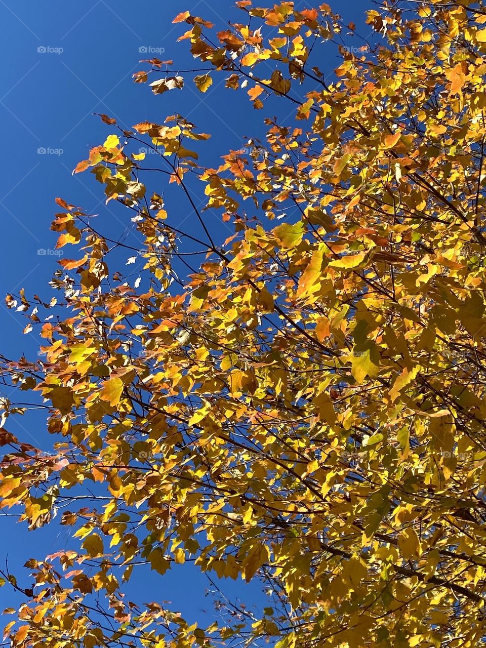 Yellow leaves and blue skies 