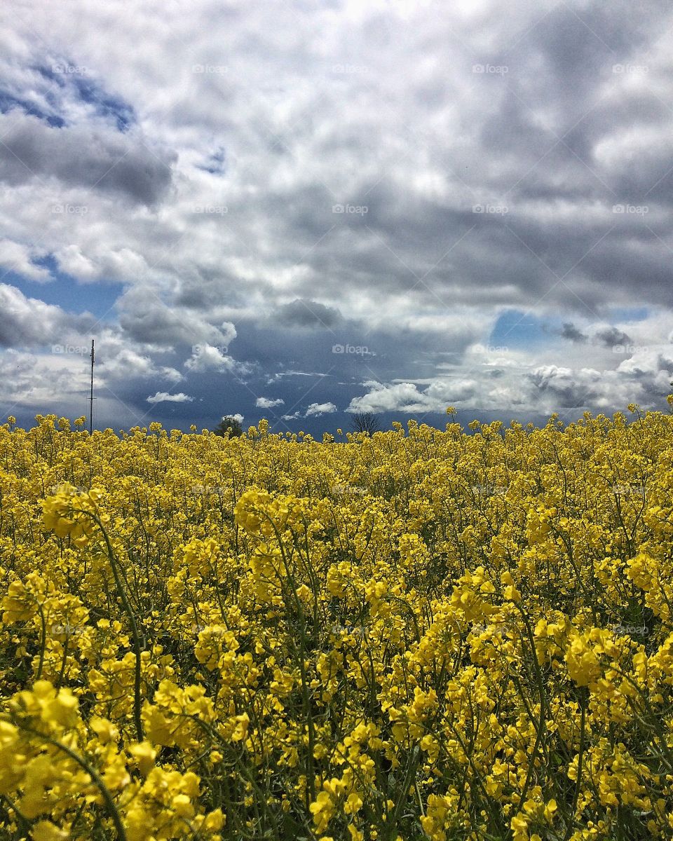 Rapeseedfield with clouds