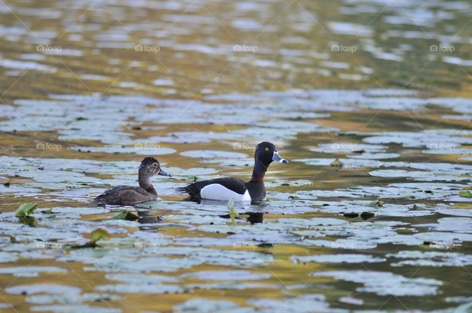 Ring-necked ducks