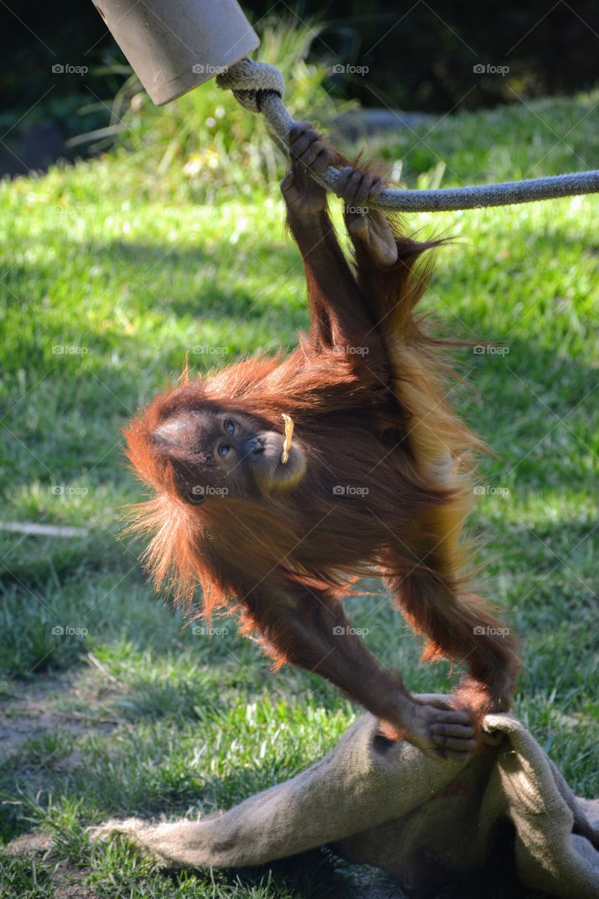 baby orangutang playing alone. San Diego zoo, CA.