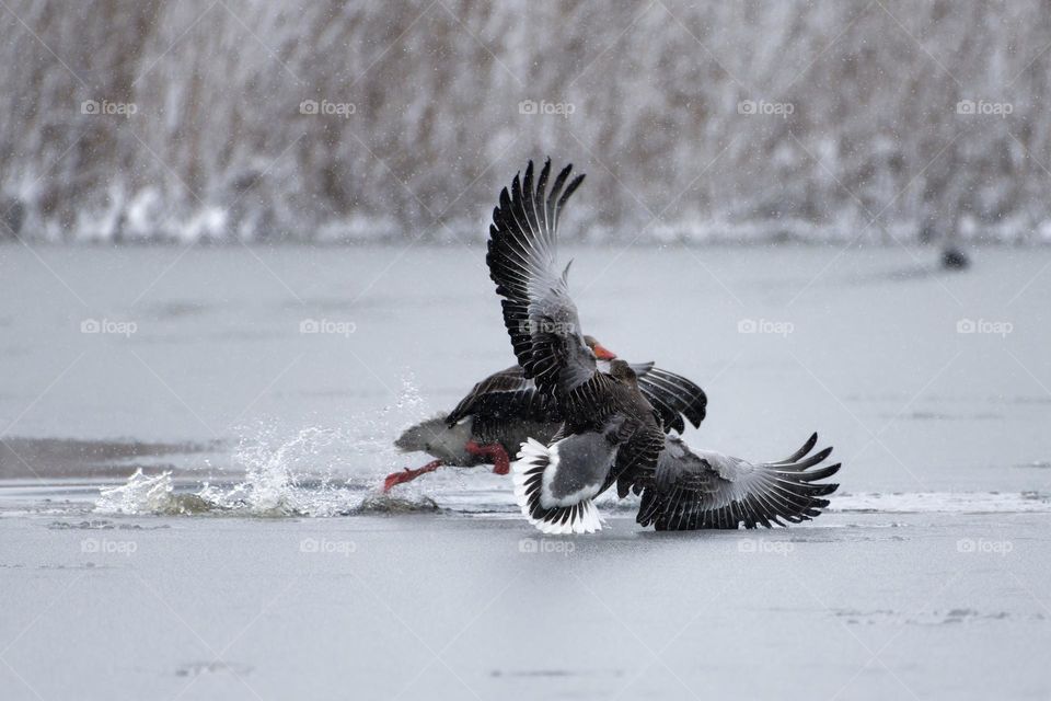 Two greylag geese land and struggle on a frozen sea ice and almost tumble on to each other with snow covered reeds in the background after late April heavy snowfall in Helsinki, Finland in the coldest blackberry winter in decades. 