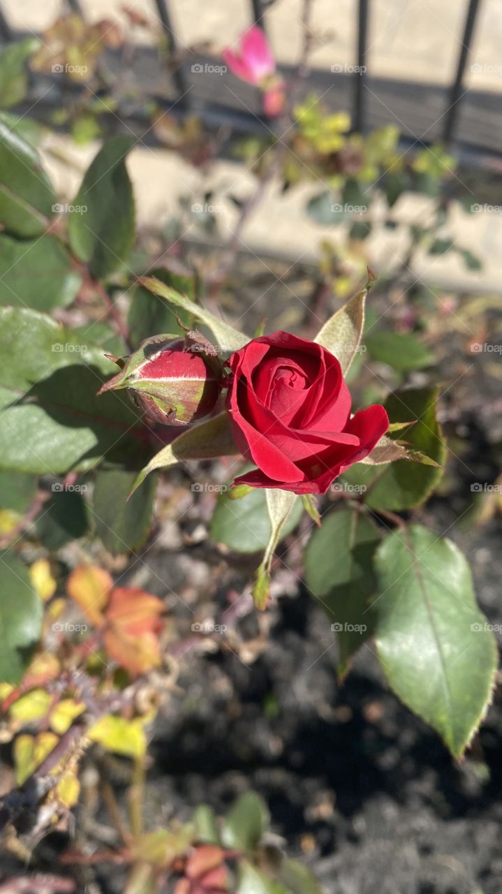 Knockout Rose buds part of Spring up around RV Park. 