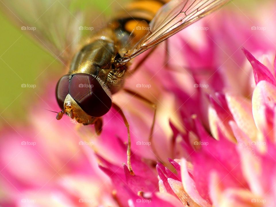 macroshot on a wasp upon a flower