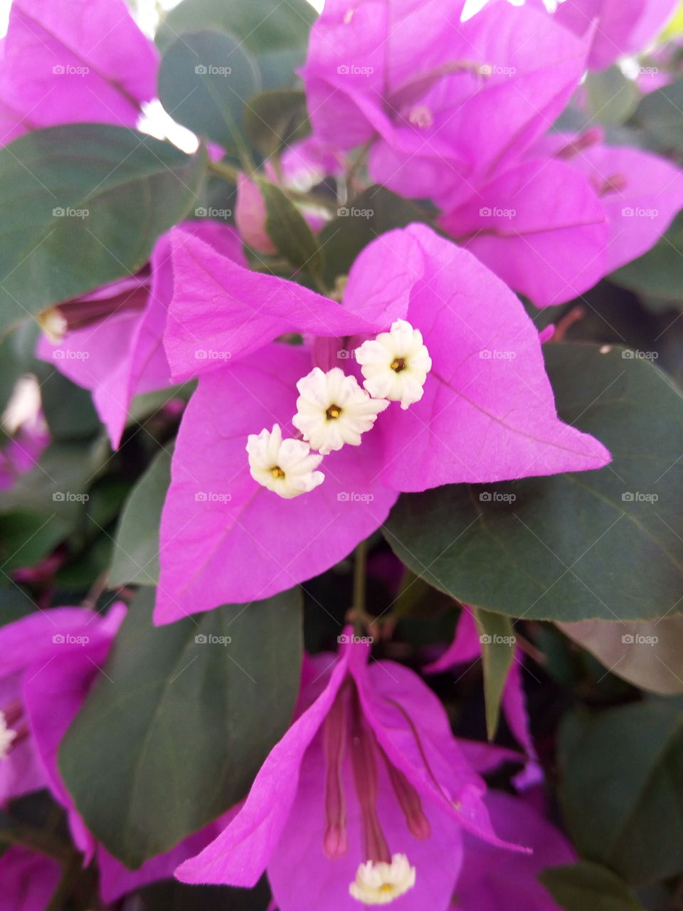 Flower, Nature, Leaf, No Person, Garden