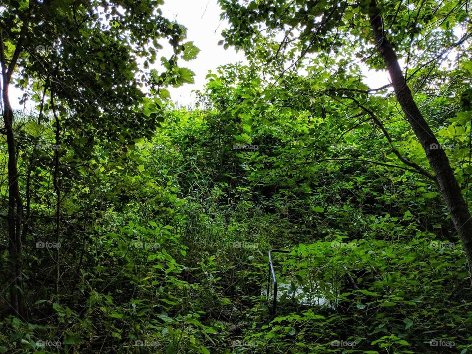 bushes with and old desk