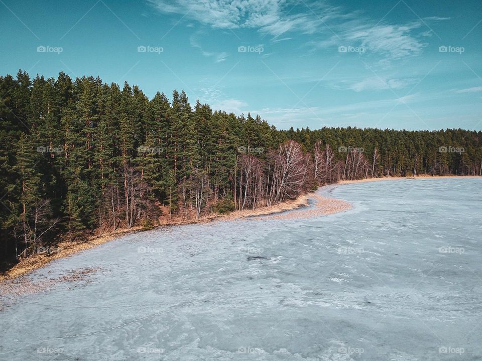 Green forest and white ice. 