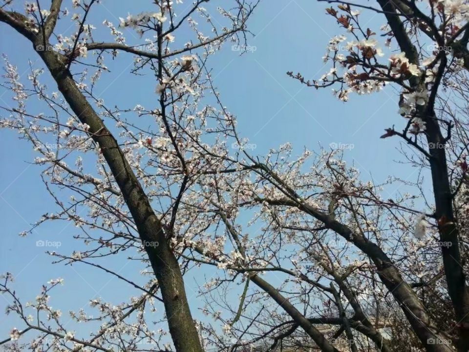 绽放纯洁自由ازهر حرية نقيةMekar kebebasan murni/Kebebasan murni mekar