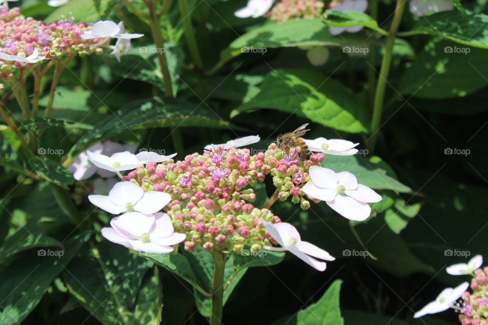 Honeybee visits a hydrangea flower on a June day