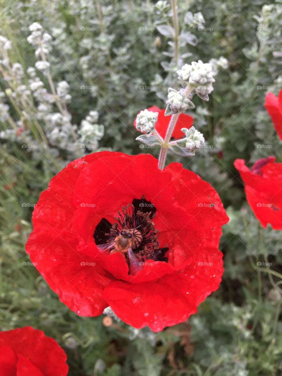 Poppy flower with a bee 