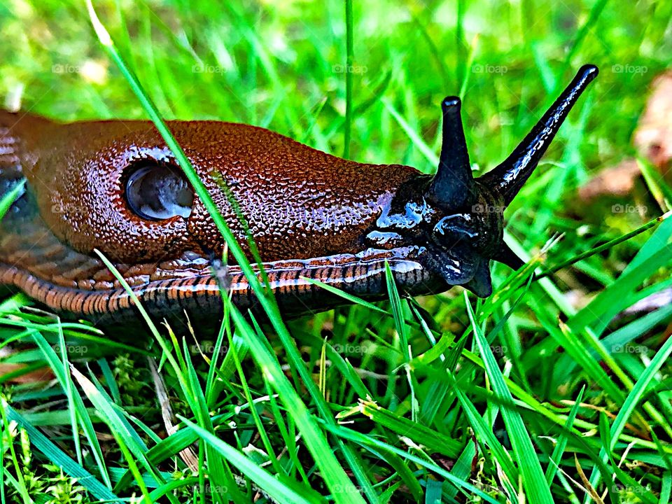 Slow snail in the grass! 