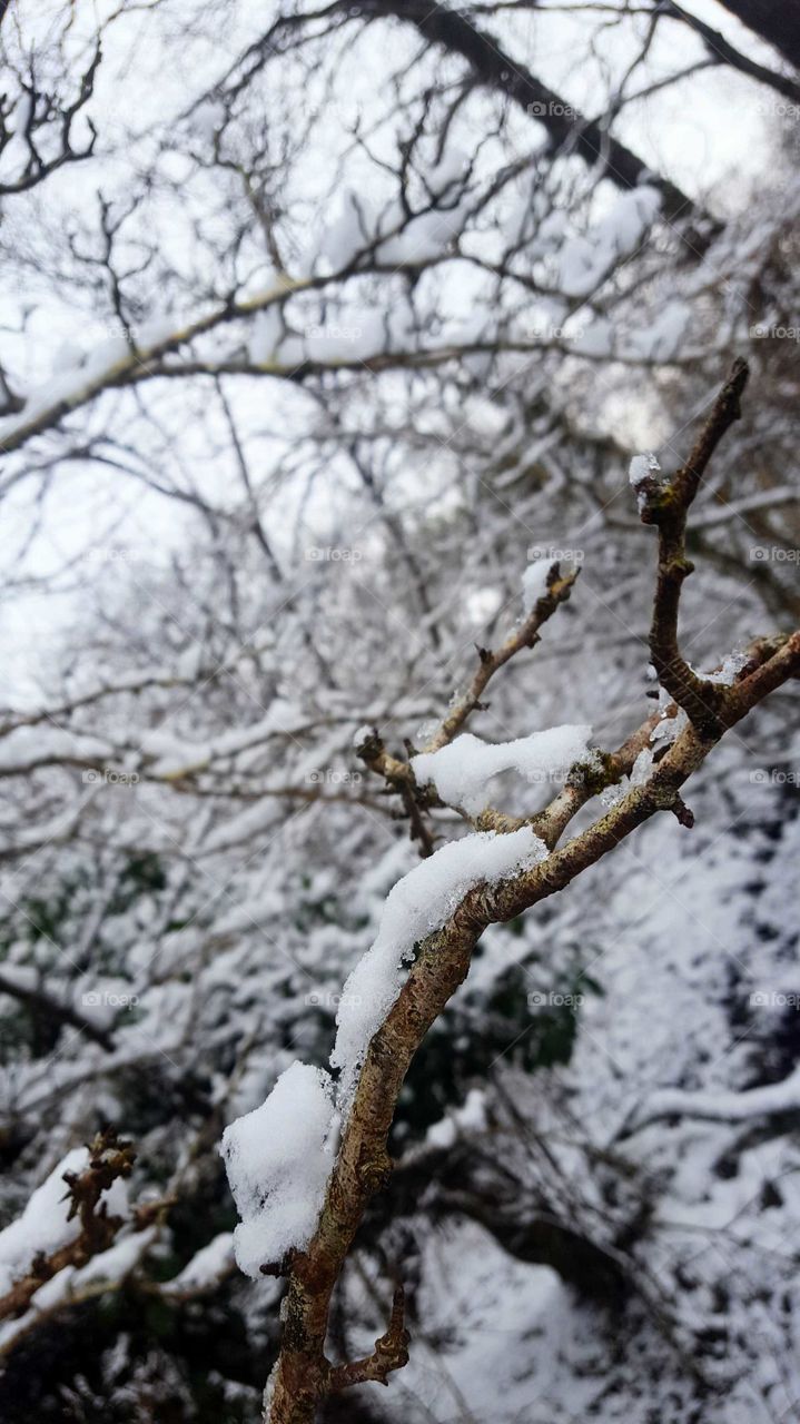 Snow on branch