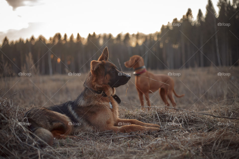 German shepherd young male dog playing with Hungarian vizsla dog outdoor at a spring evening