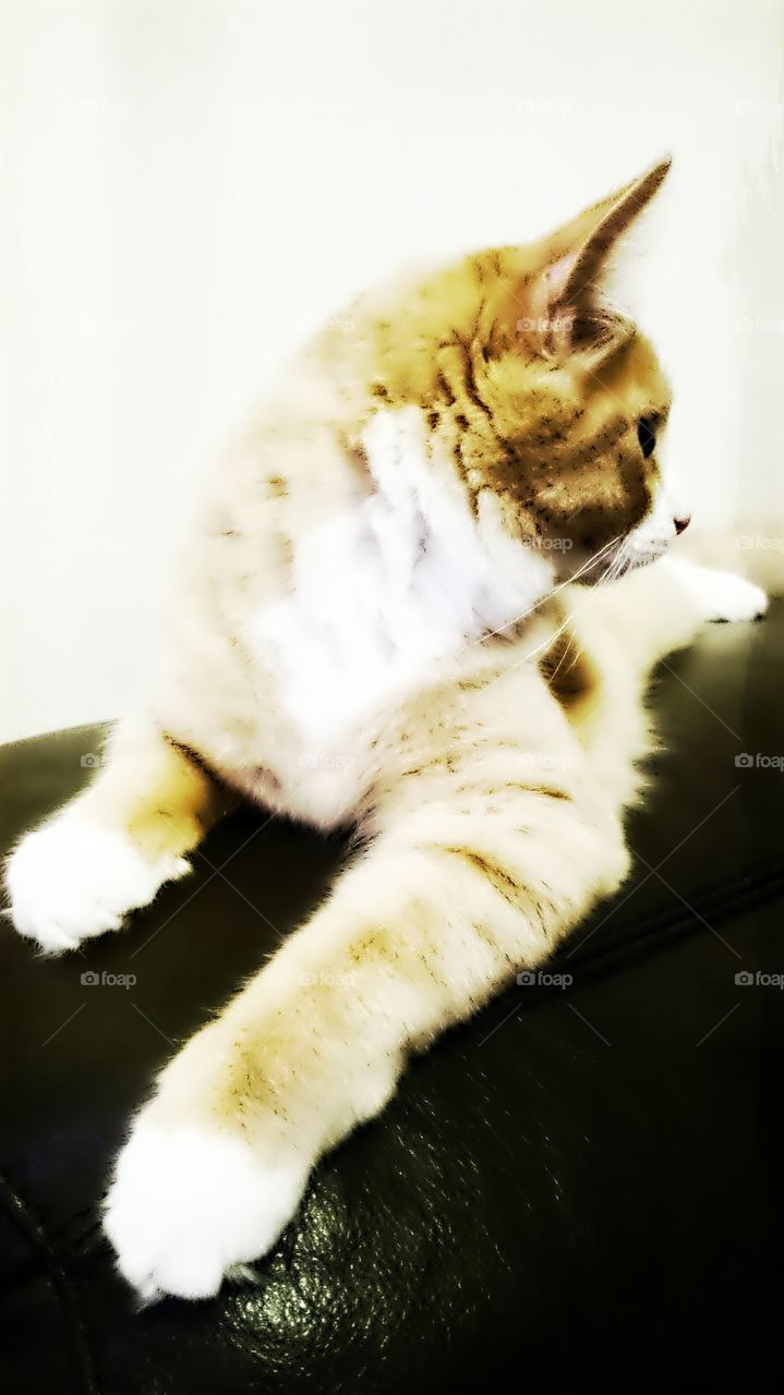 the pose 
the model cat