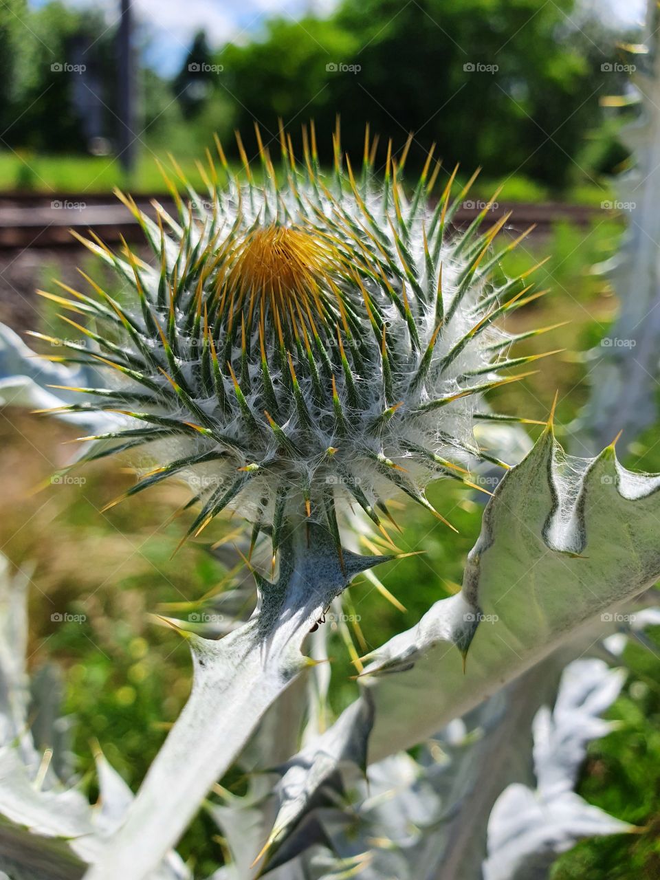 Silver thistle, Silberdistel