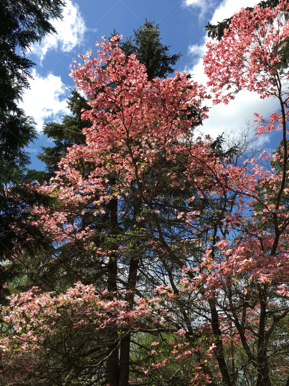 Pines and pink dogwood