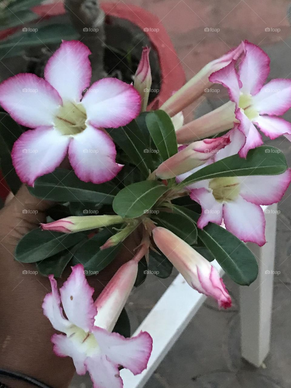 Adenium 