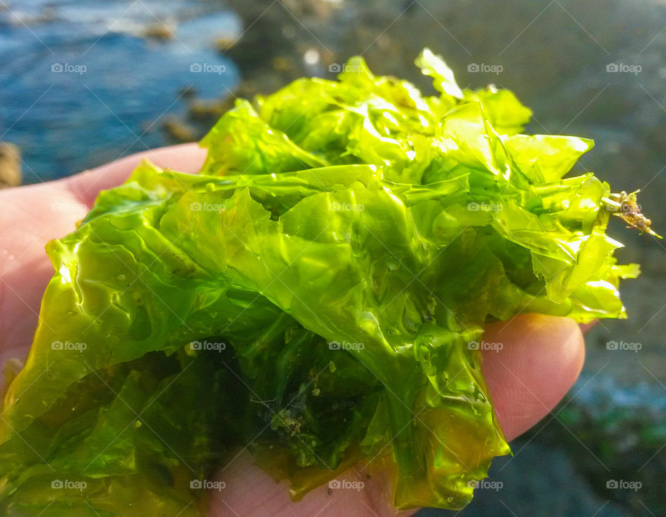 green color story: sea algae kept in The hand