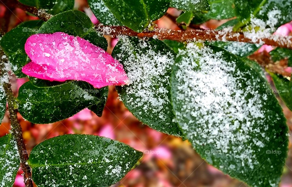 petal on sleet covered leaves.