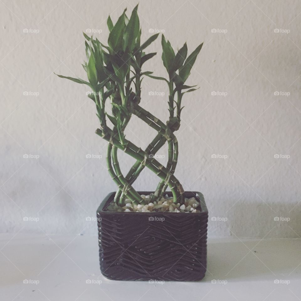 Very own first bamboo 