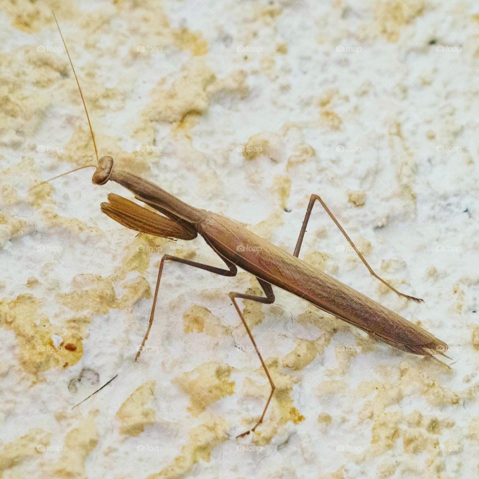 Praying mantis