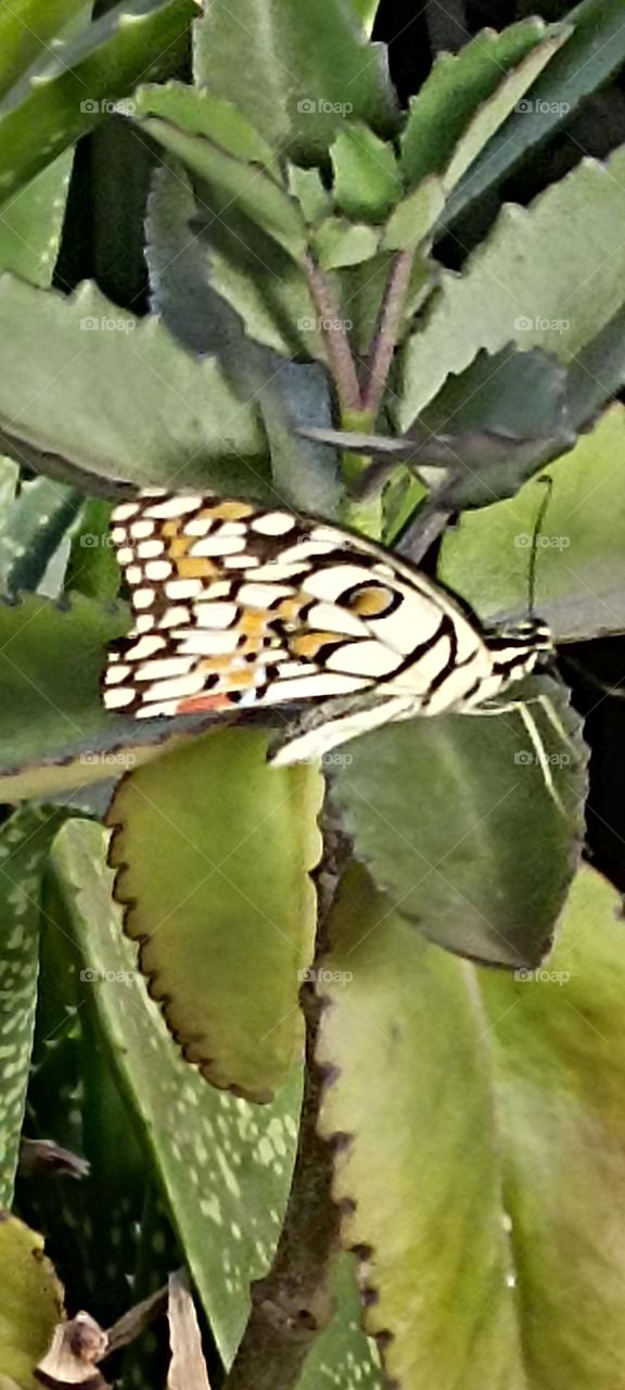 chest nut tiger butterfly sitting on pathar chat(kalanchoe pinnata)