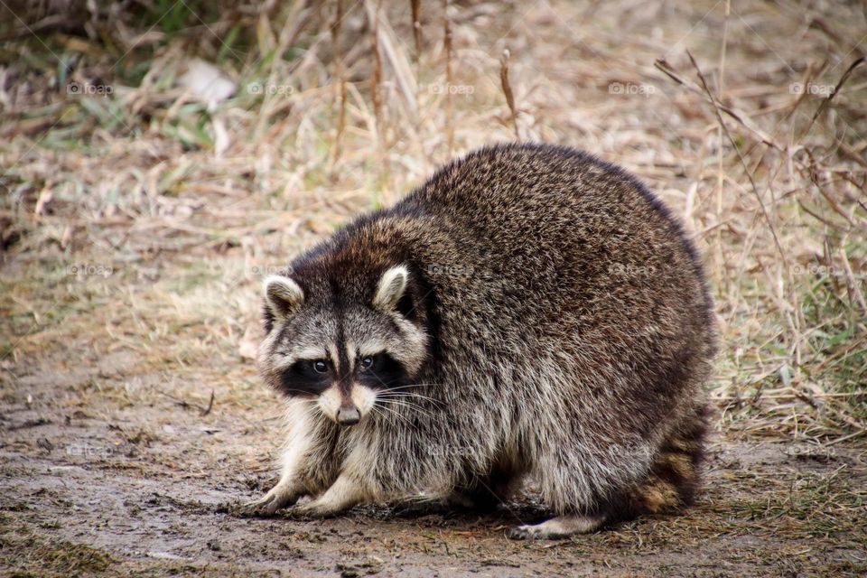 Racoon