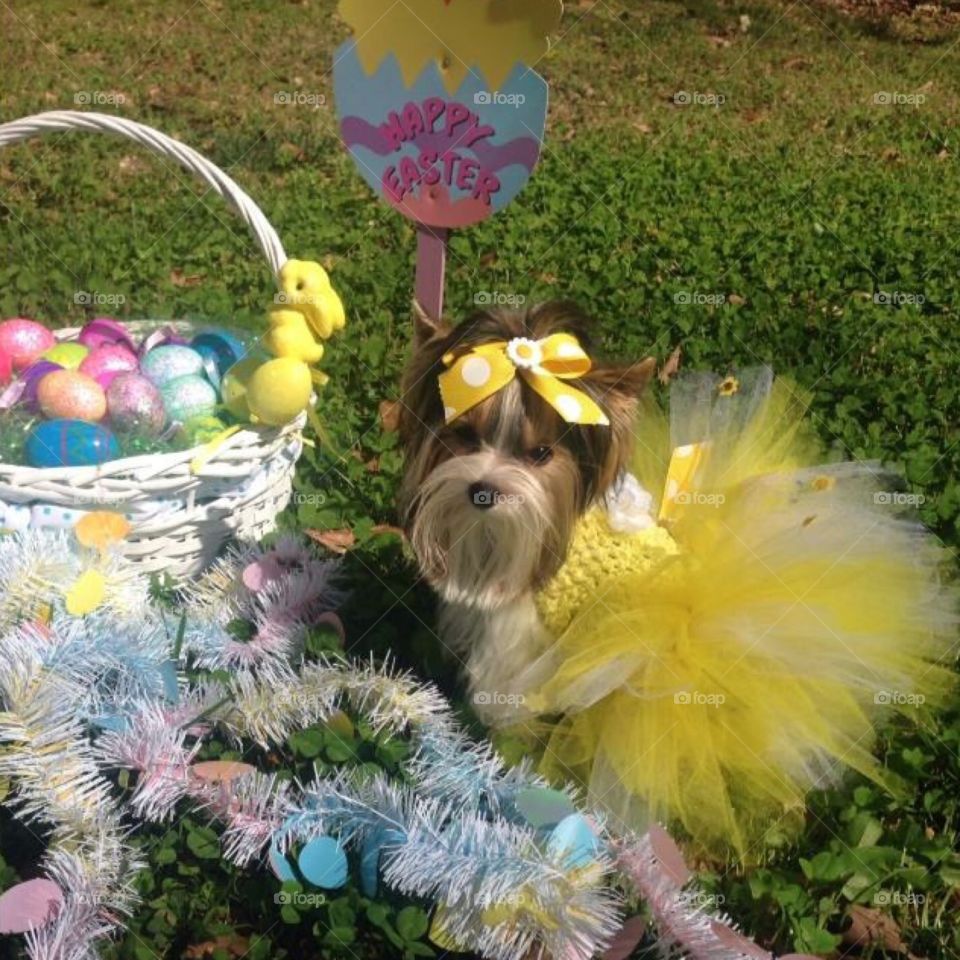 Easter dog