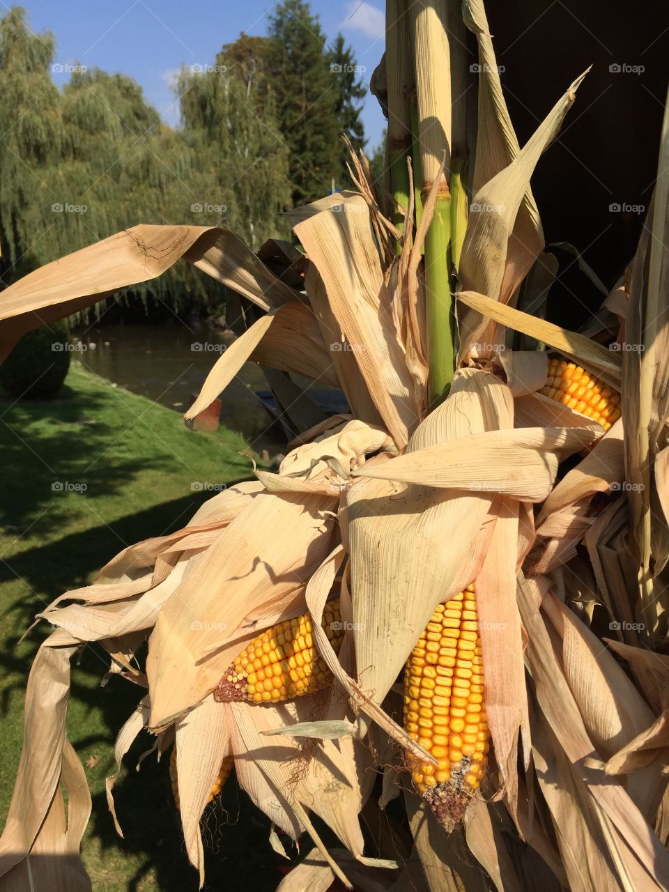 Corncobs - delicious to eat, Beautiful to look at