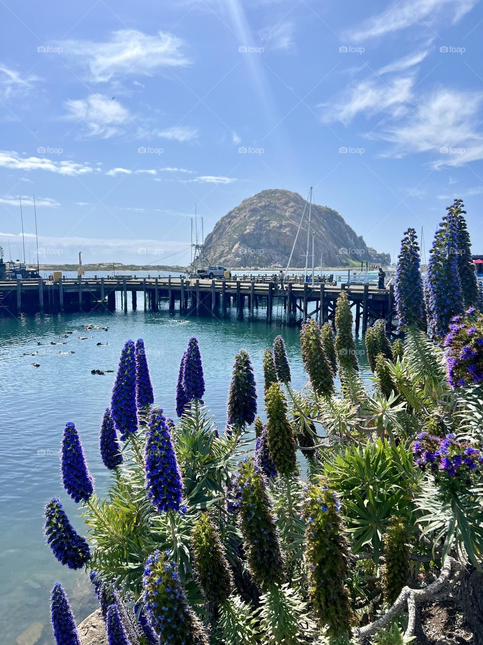 Pride Of Madeira At Morro Bay