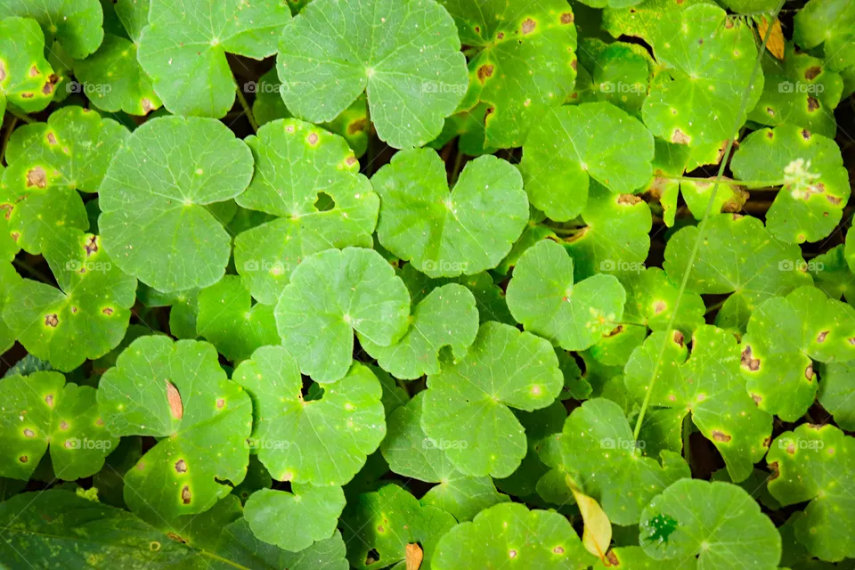 Verde.