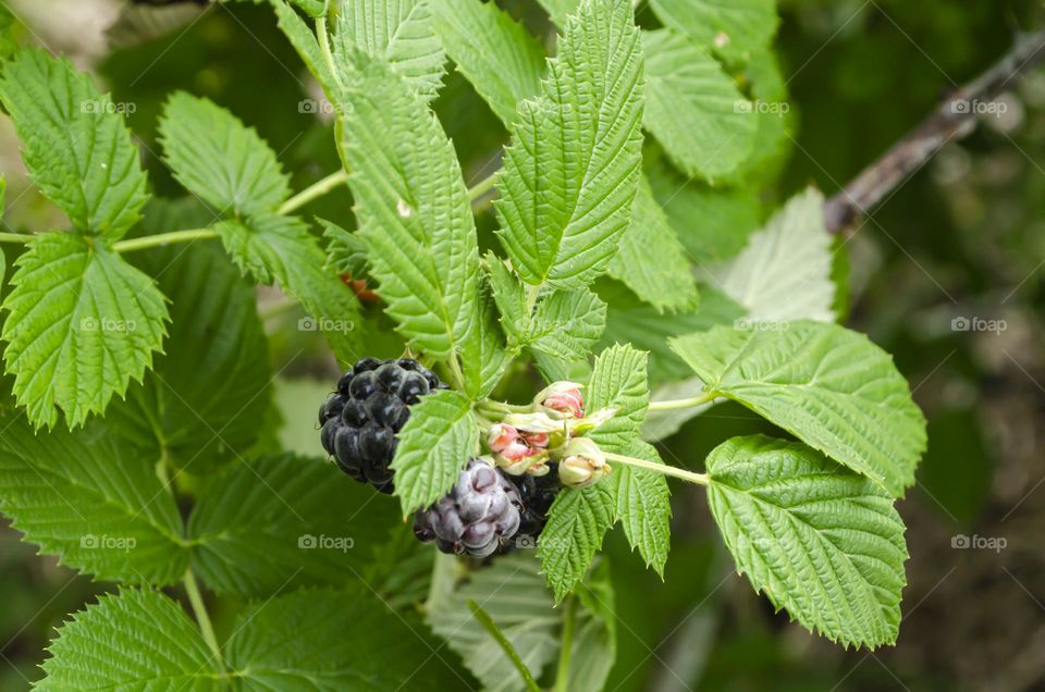 Black Raspberry Plant With Fruits