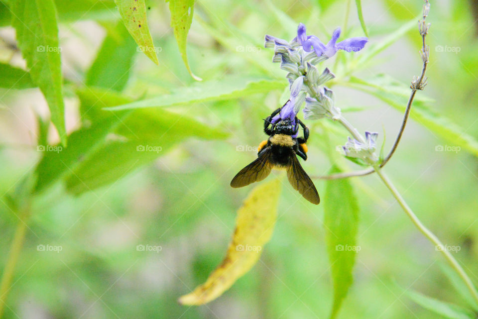 Bee on flower