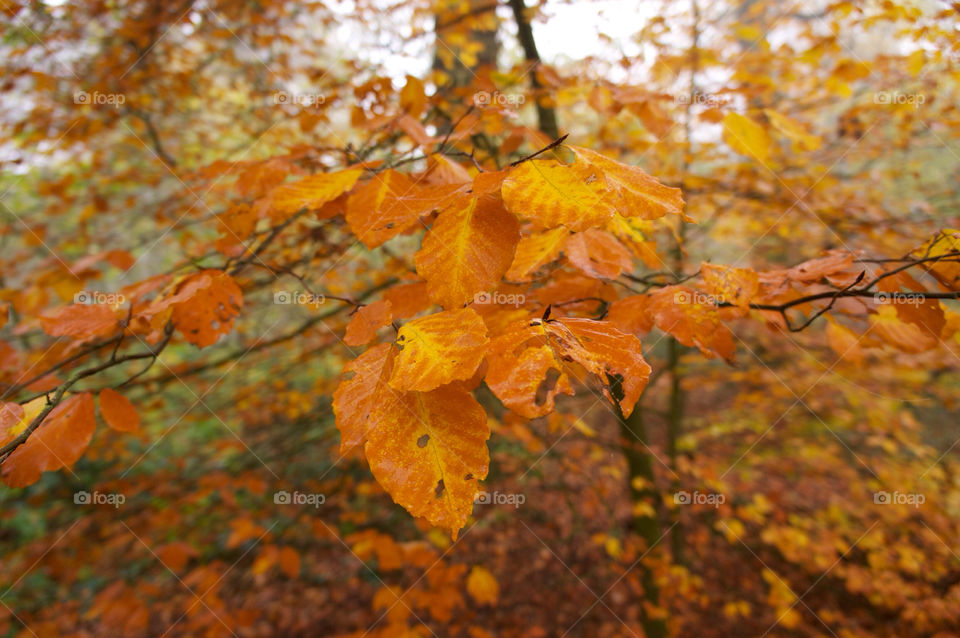 nature tree leaves woods by richnash82