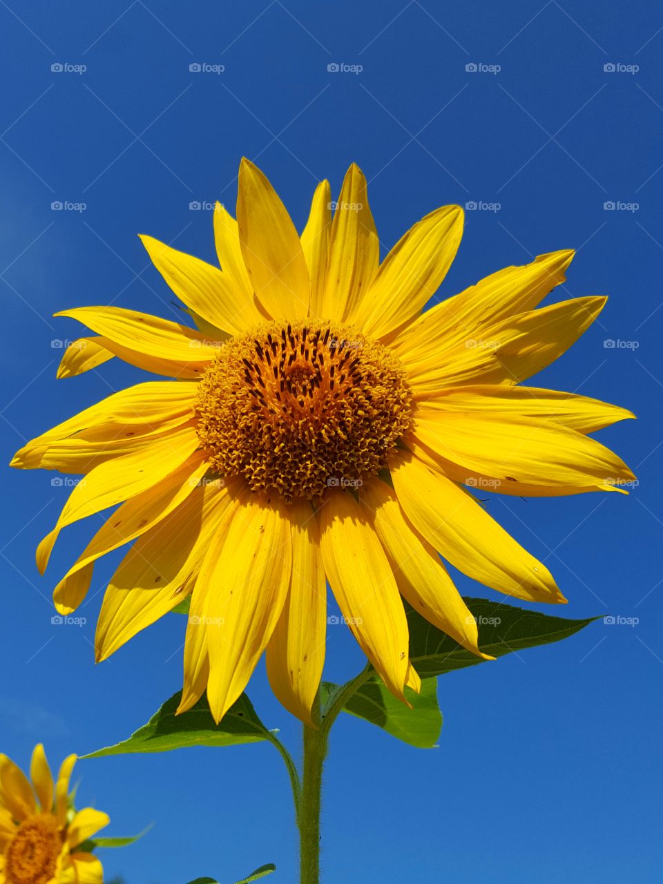 Low angle view of sunflower