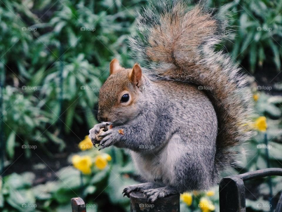 Squirrel and yellow flowers at nature