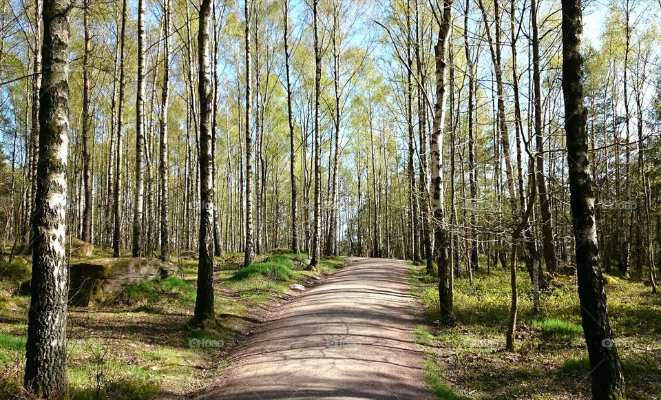 Beech trees in empty forest