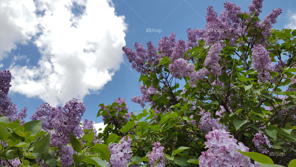 lilac in the sky