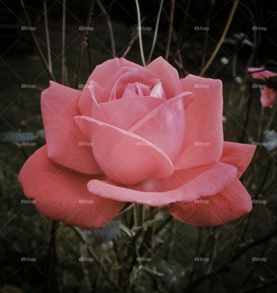 Pink rose