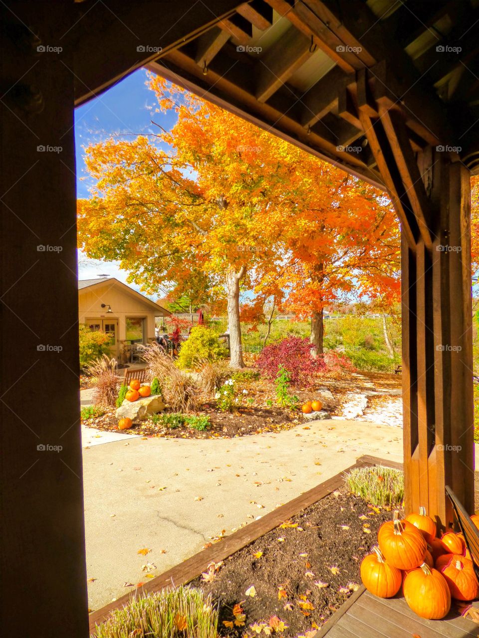 Beautiful fall 