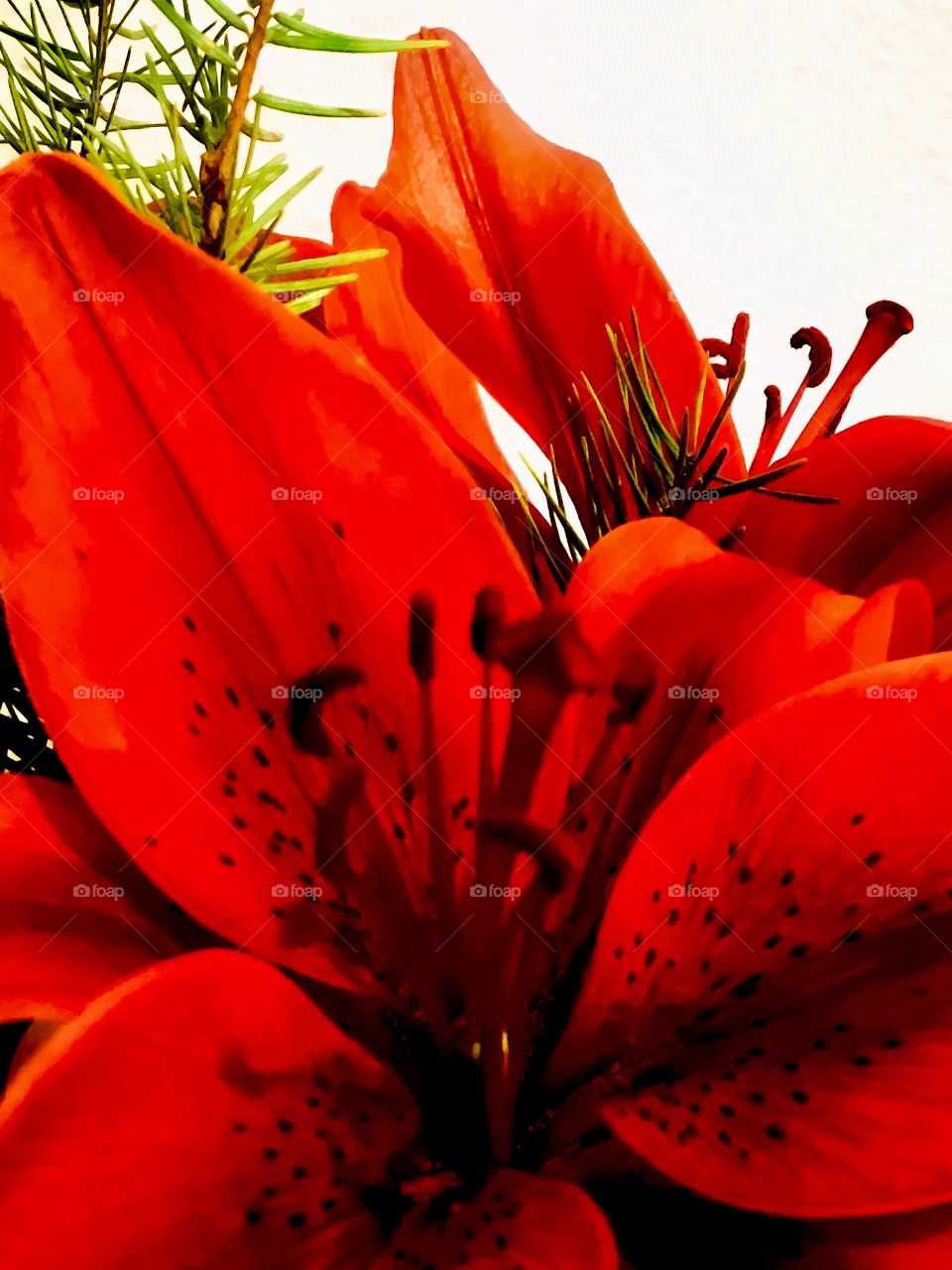 Christmas Memories in Red