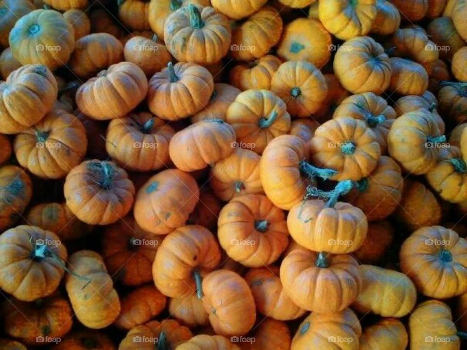 little pumkins