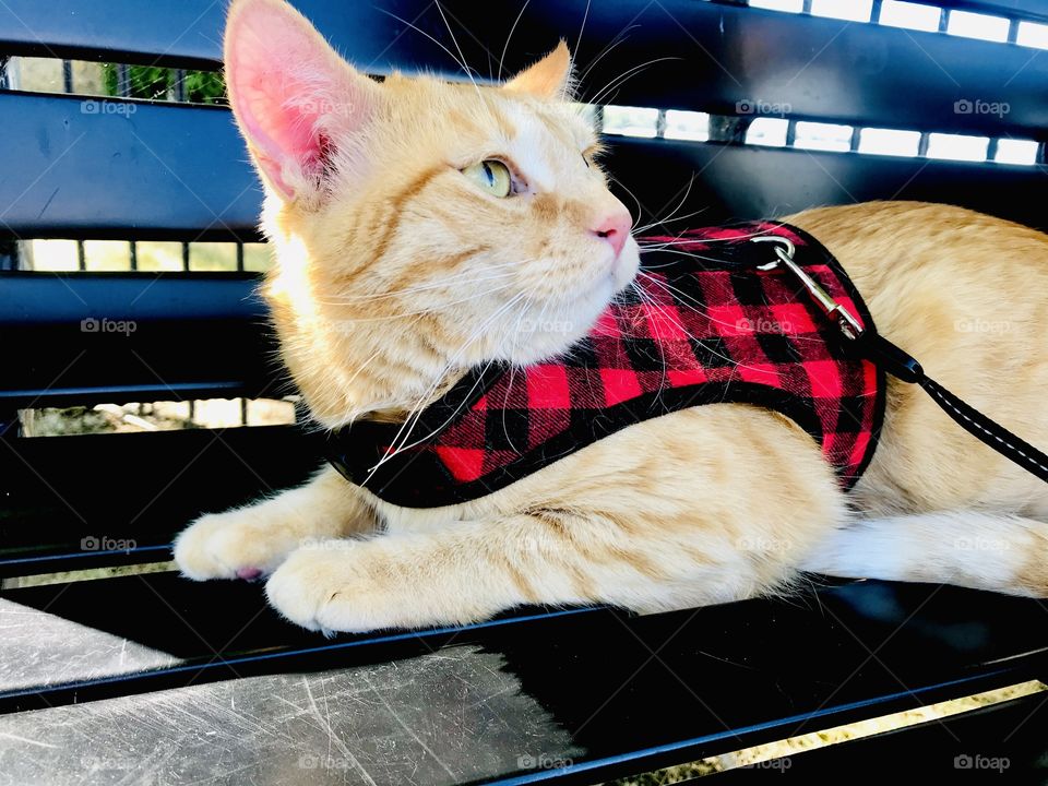 Darling orange tabby cat sitting on bench enjoying his morning stroller ride break at the beach! 