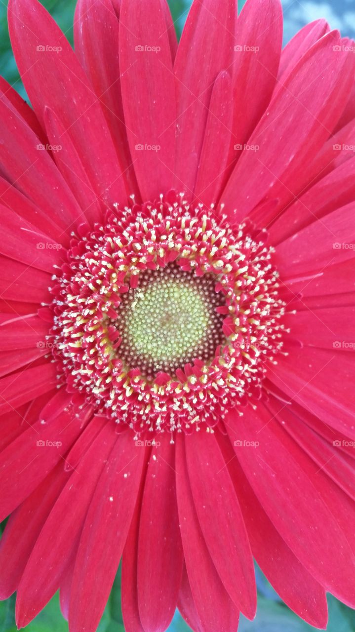Pink gerbera daisy