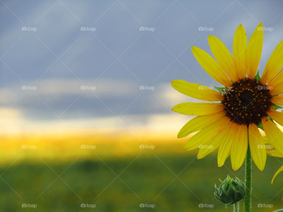 Beautiful yellow flower with a blurred background. Blue, green, and yellow in the background accent the flower. 