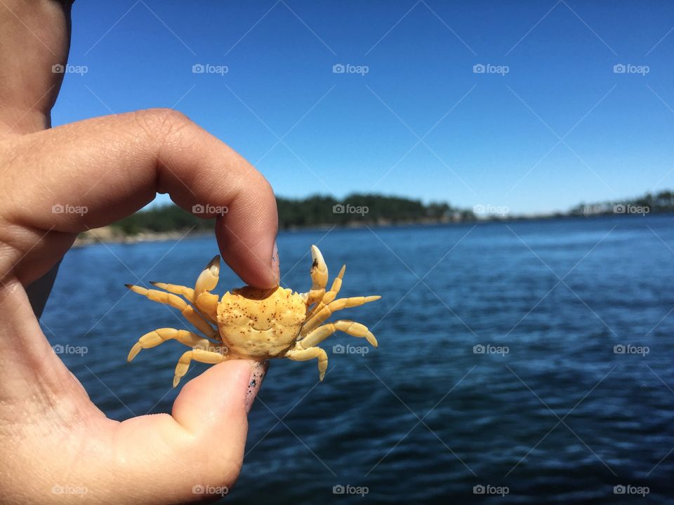 Why so crabby?