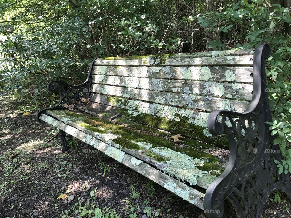 Green moss on a park bench 