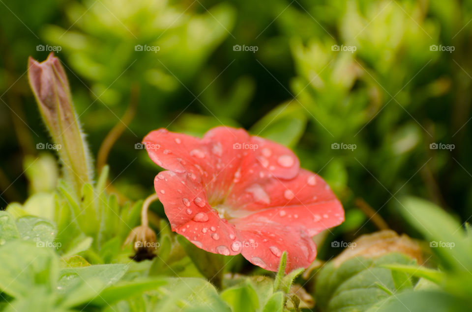 Dew Drops on a Flower