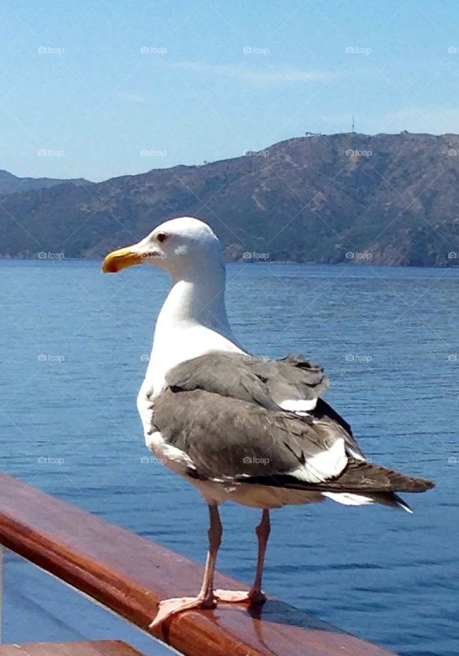 Seagull on board