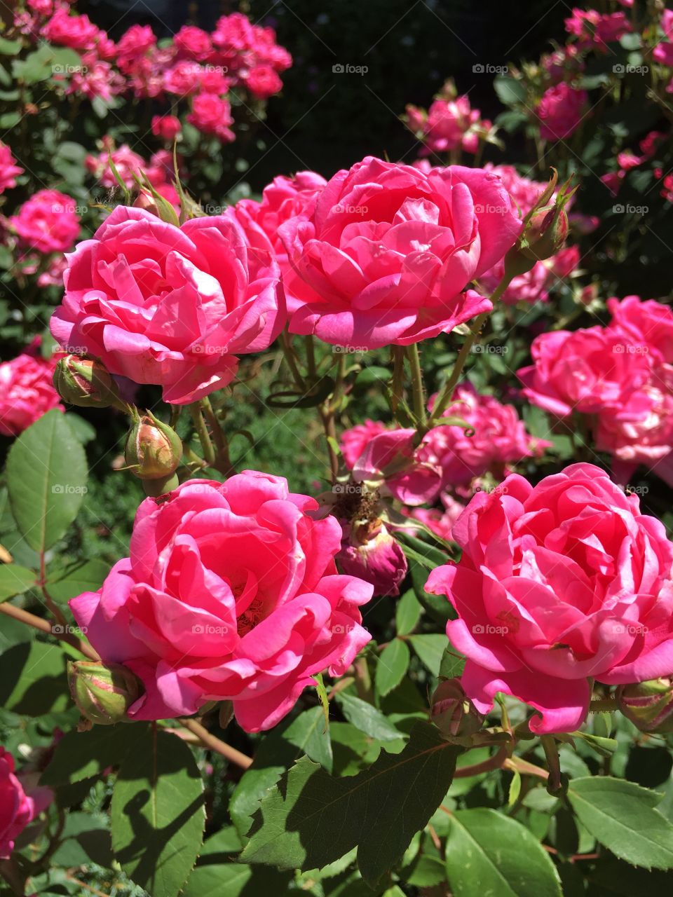 Roses in sunlight