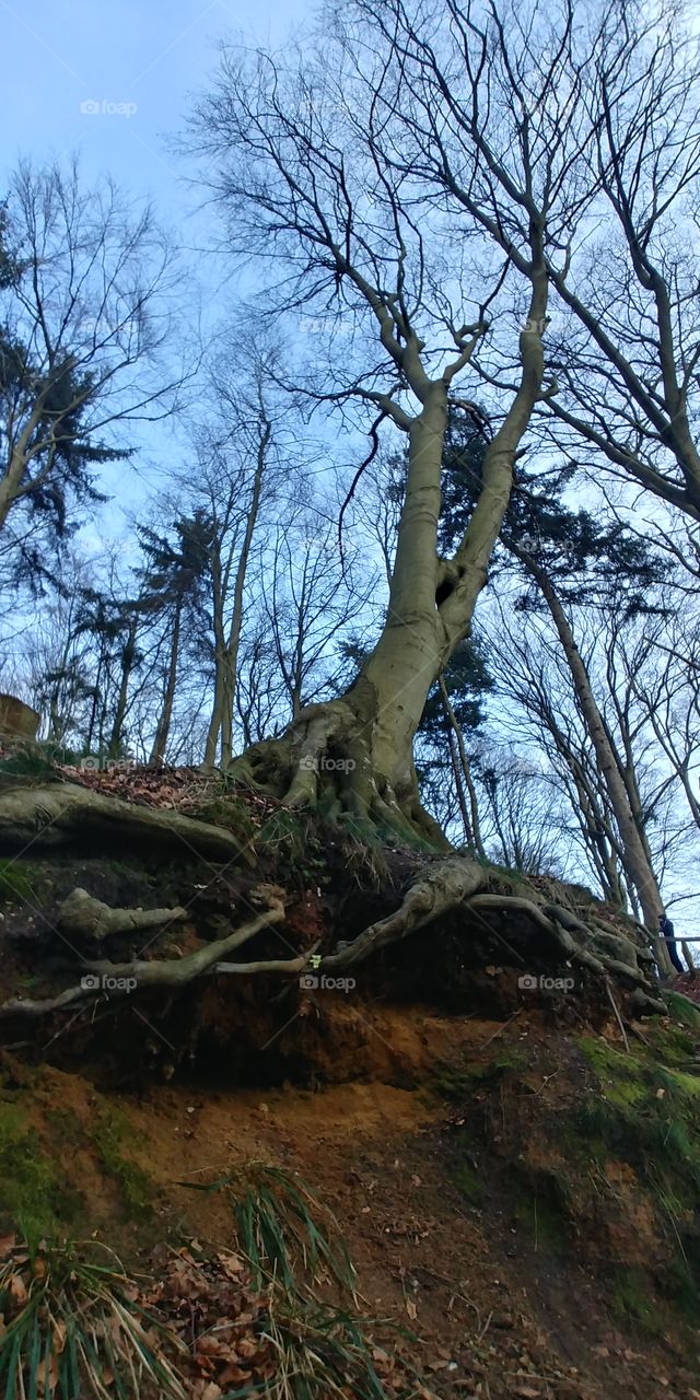 baum tree Wald forest wureln